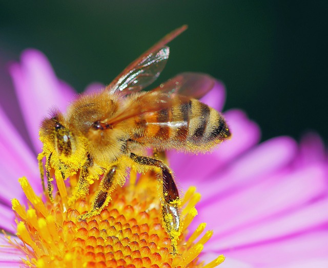 pyłek-pszczeli