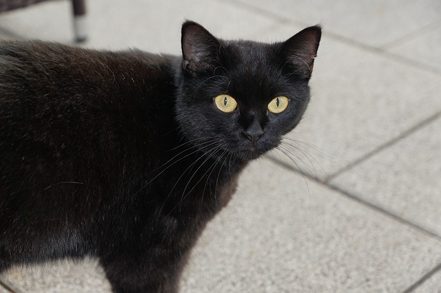 czarny-kot