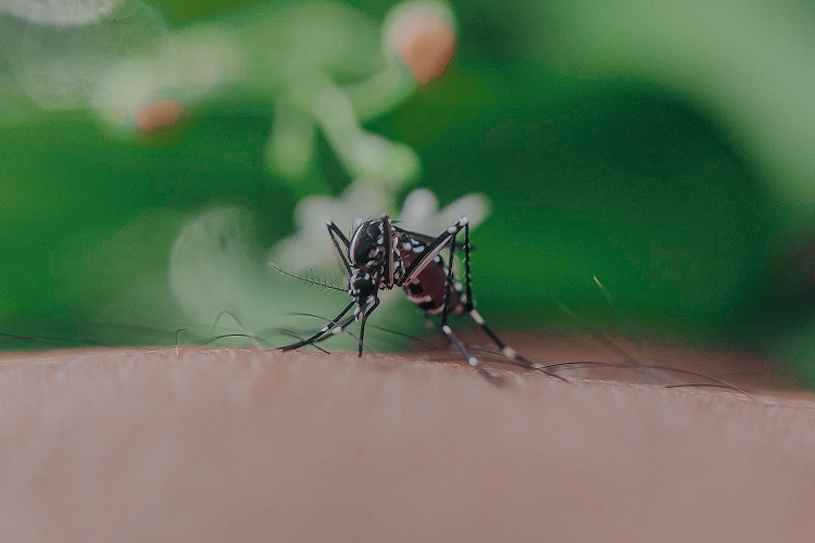 Jak walczyć z komarami i meszkami