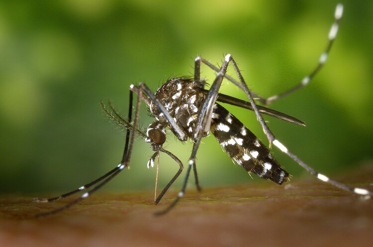 Komary – jak się ich pozbyć